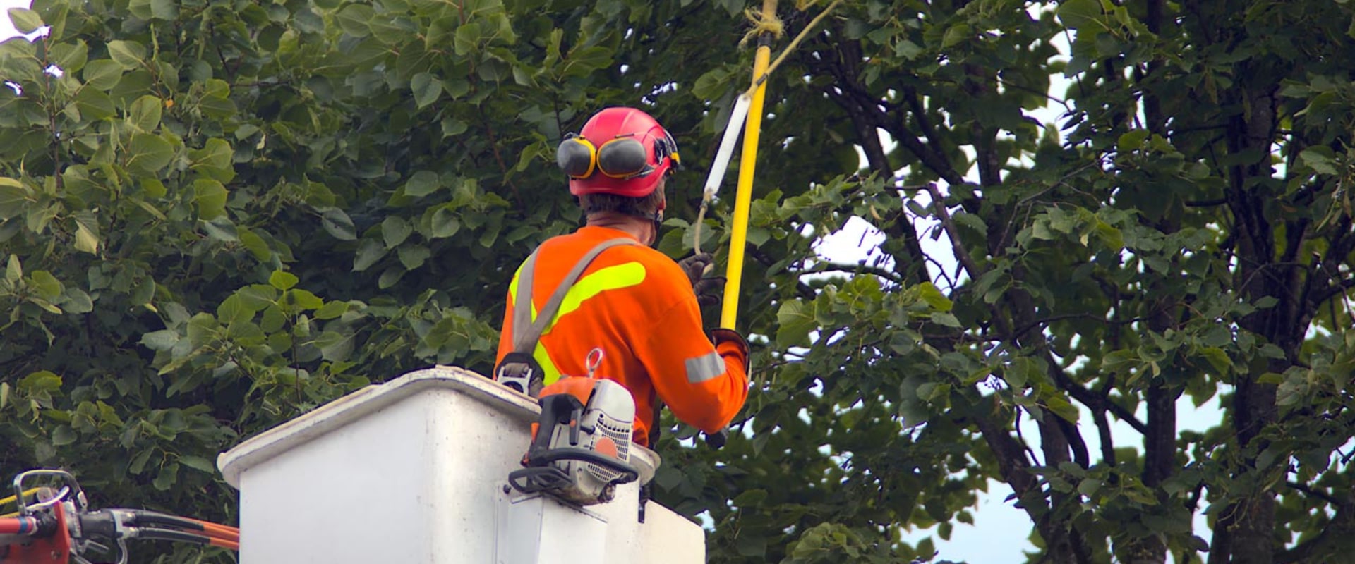 Preserving Property Value: Why Tree Cutting Is Crucial During Home Inspections In Scottsdale, Arizona